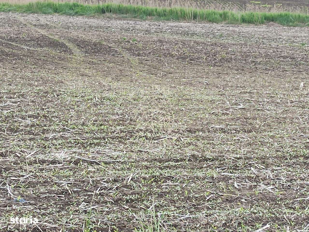 Teren intravilan 1000 mp cu utilitati-ideal casa P+2E-Sarata - Imagine principală: 3/3