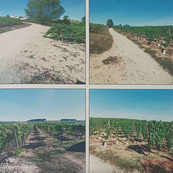 Vinha em zona privilegiada da Bairrada (DOP) - Grande imagem: 2/3