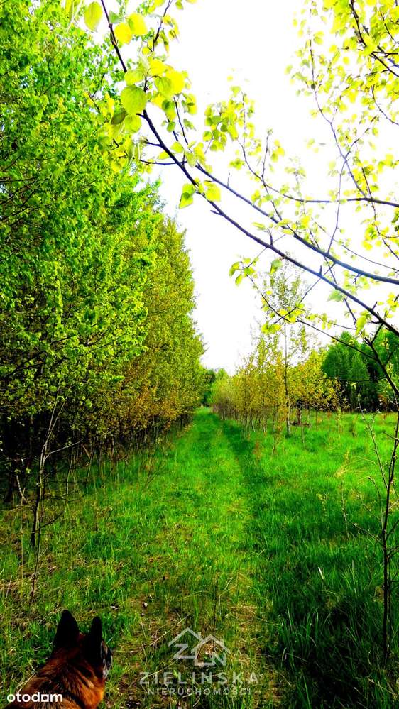 Grunty pod zabudowę lub fotowoltaikę – 10 ha,-11