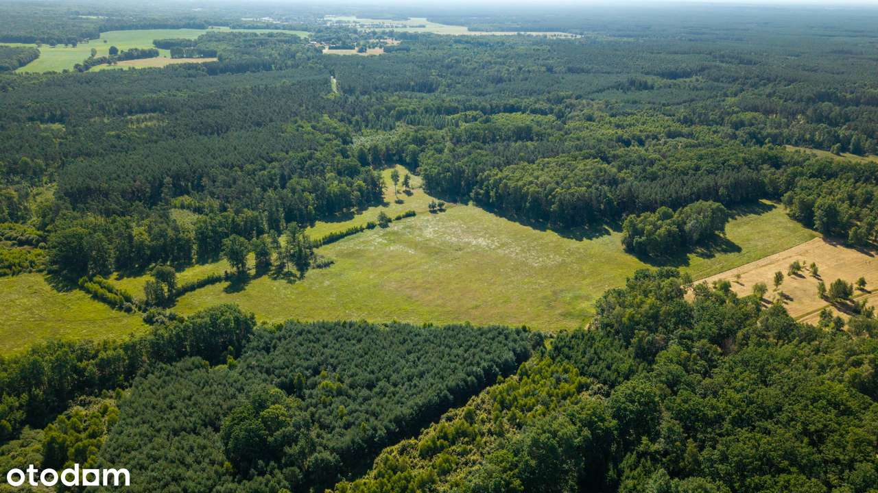 Malownicza Działka rolna 8,68 ha - Dobrochów, Powiat Żary - Pełny obrazek: 2/11