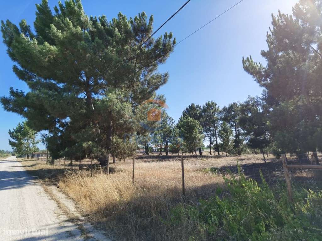 Terreno Rústico de 5.000m2 - Pinhal Novo - Grande imagem: 4/4