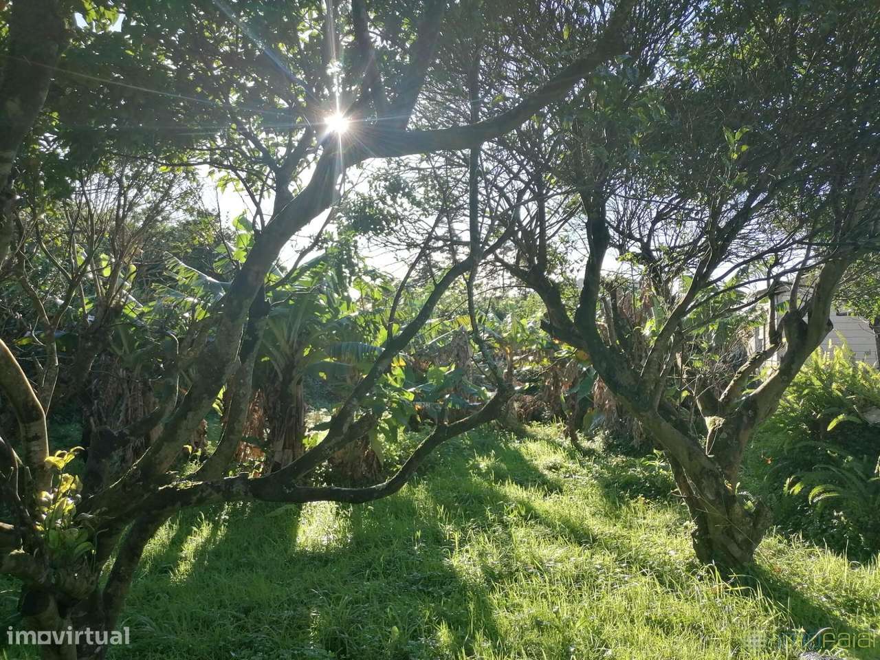 T3 c/Marquise| Flamengos-30