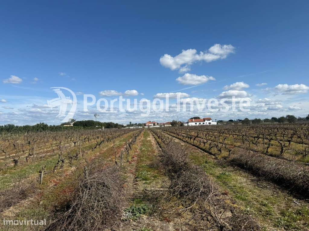 Terreno Rústico na Zona Lau - Palmela. Zona alcatroada. Terreno vedado - Grande imagem: 5/7