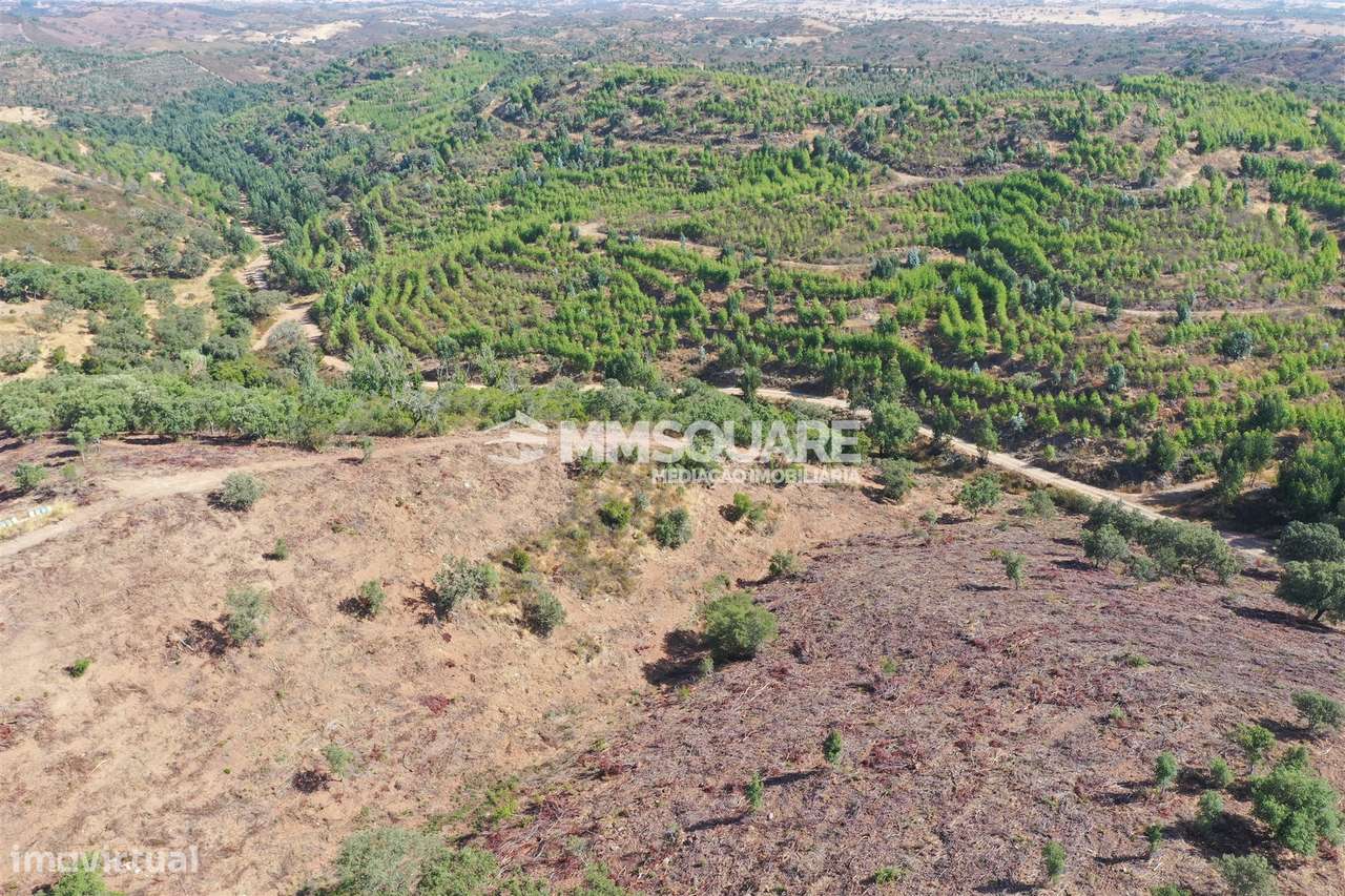 Terreno Rústico  Venda em Ourique,Ourique - Grande imagem: 5/11