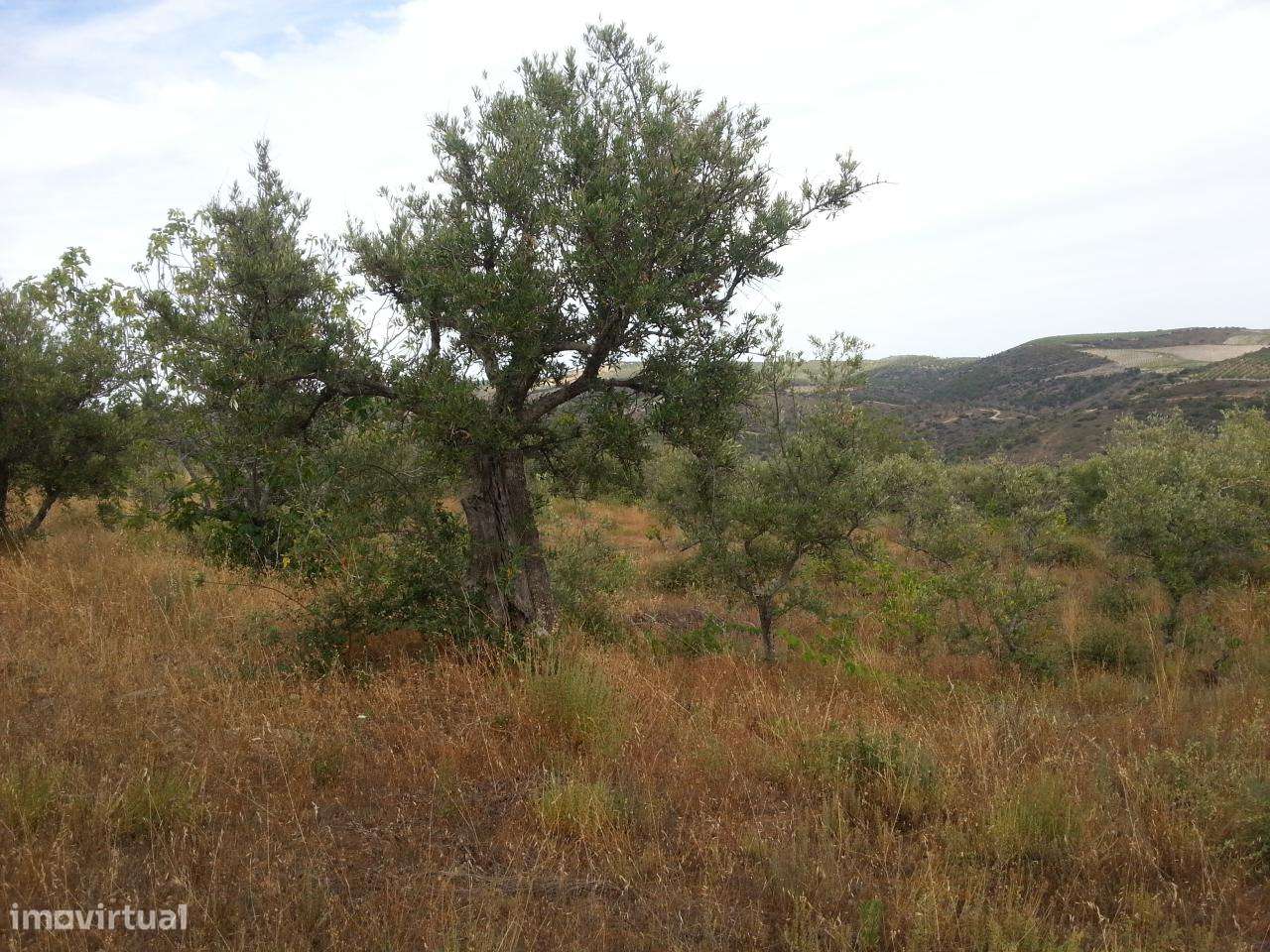 Terreno rústico em Póvoa de Penela, Penedono - Grande imagem: 5/5