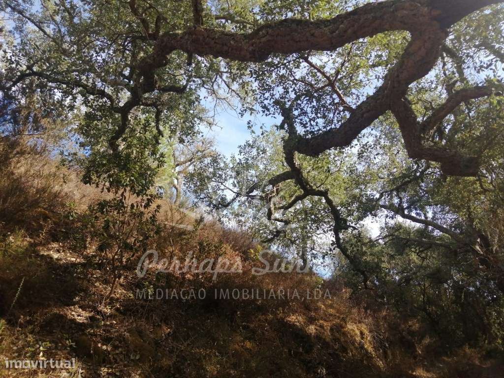 Terreno Rústico Mosqueirões - Grande imagem: 4/10