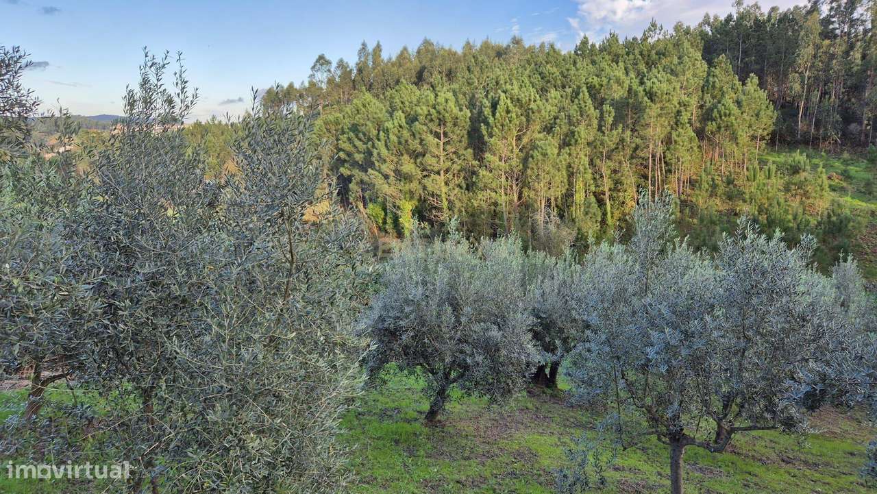 Terreno com 2119 M2 - Grande imagem: 4/9