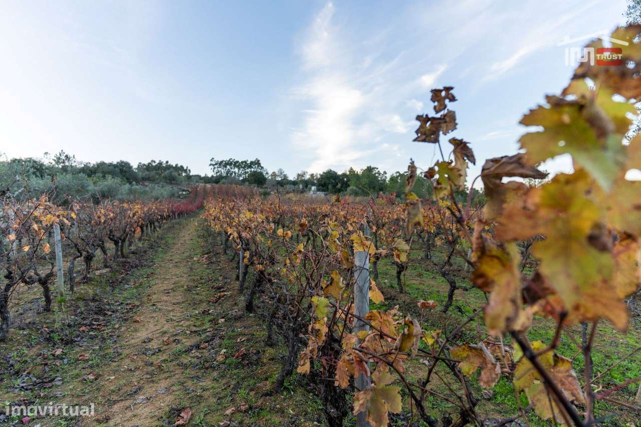 VINHA PARA ARRENDAR COM 1379 SEPAS VARIAS CASTAS EM SOBRAL/BAIRRO O... - Grande imagem: 5/14