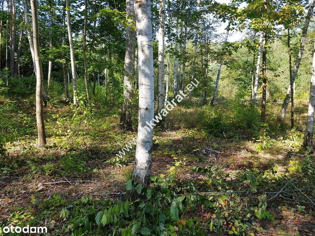 ⭐⭐⭐⭐ SuperDziałka dobra cena przy lesie Młochowski - Pełny obrazek: 5/6