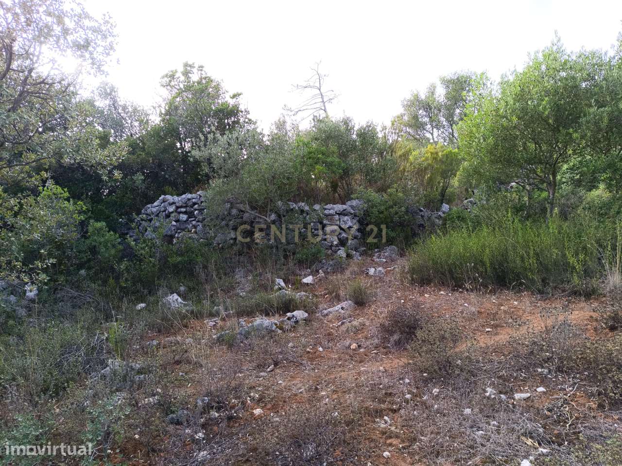 Terreno Rústico – Serra de Aire - Grande imagem: 2/6