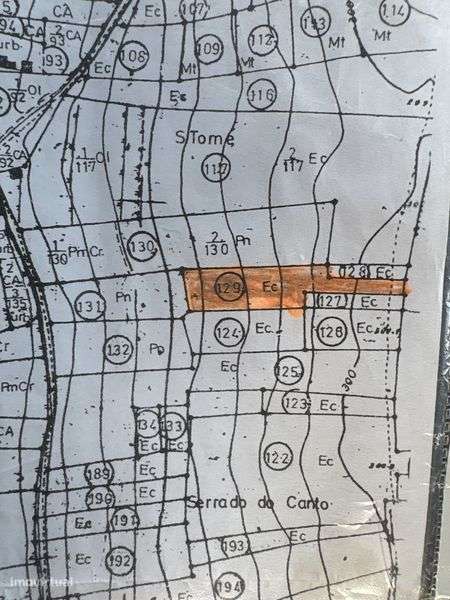 Terreno com eucaliptos - Grande imagem: 3/3