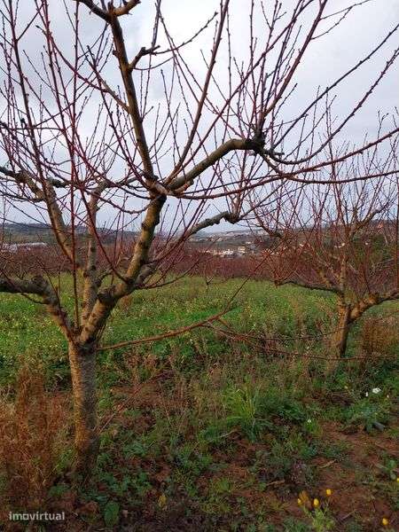 Terreno com árvores fruto - Grande imagem: 5/8