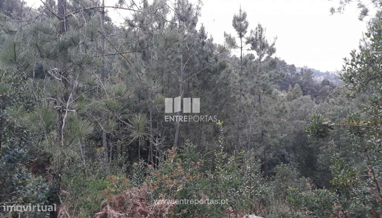 Venda Terreno, Ancede, Baião - Grande imagem: 5/17