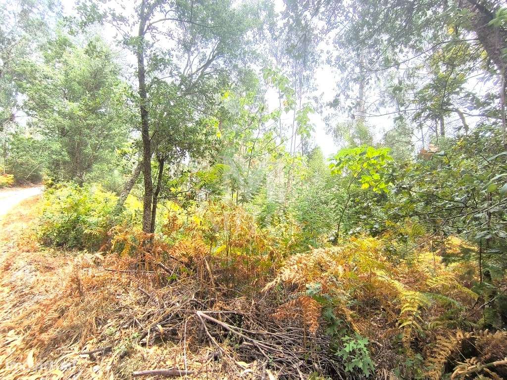 Terreno rústico em Aguiar - Grande imagem: 5/11