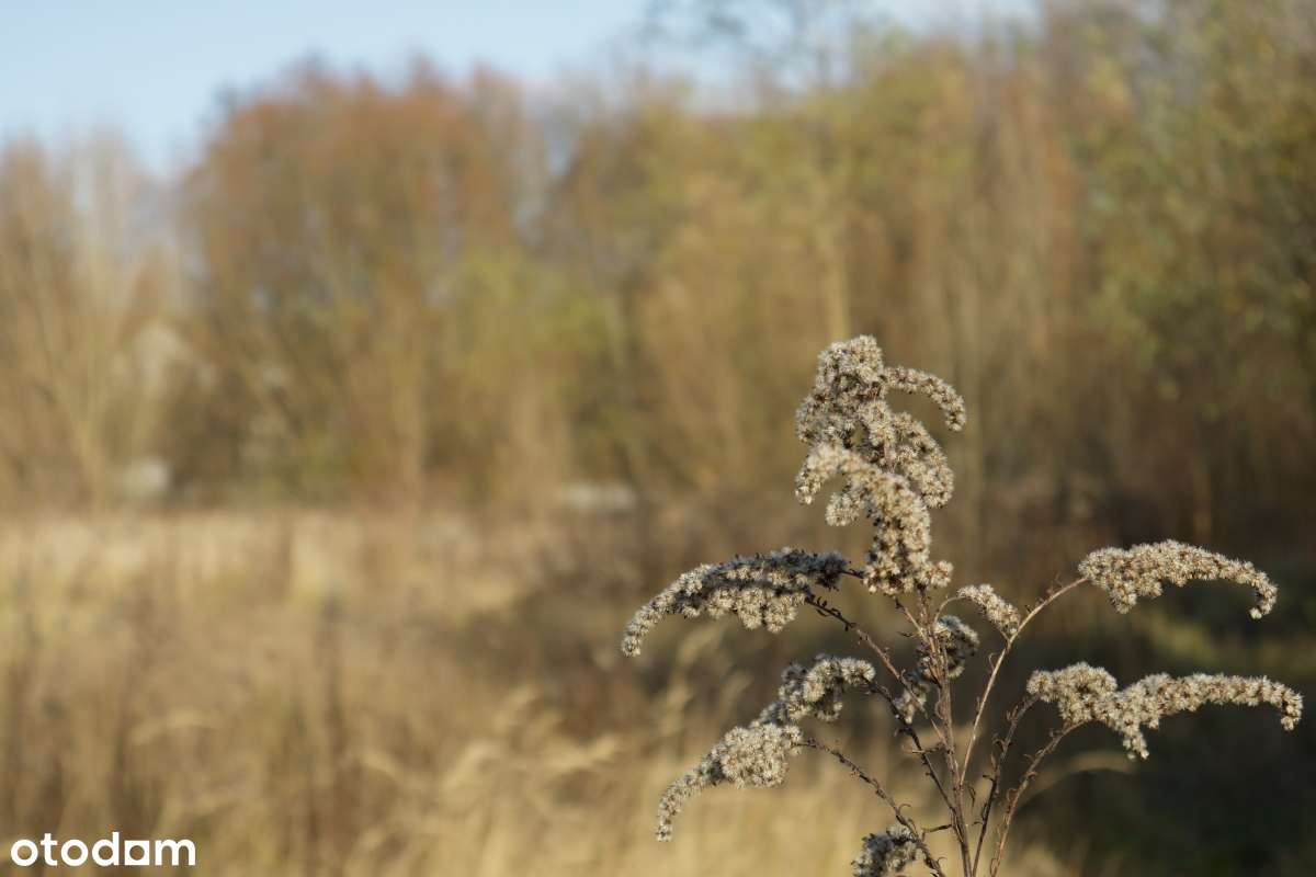 Czerwonak 1,5 ha działka siedliskowa - okazja-1