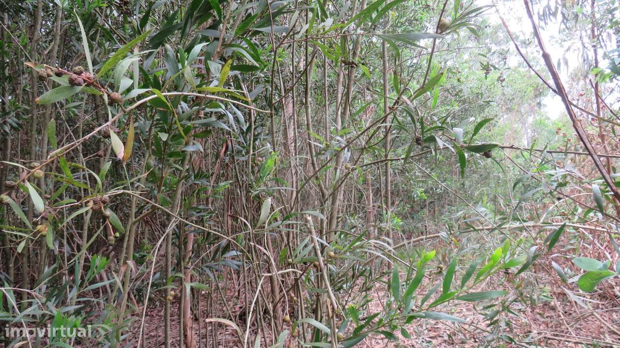 Terreno  para venda - Grande imagem: 5/6