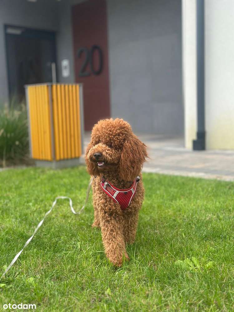 Nowe mieszkanie w Rumi Odbiór w tym roku-15