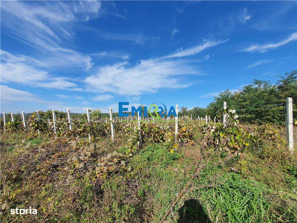 Teren de vanzare in Hemeius Margineni, judetul Bacau - Imagine principală: 1/10