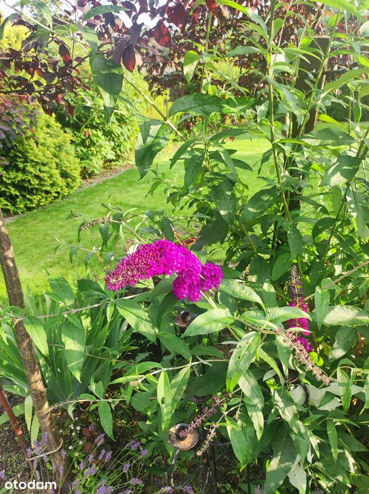 Dzikowo - dom wolnostojący na sprzedaż-8