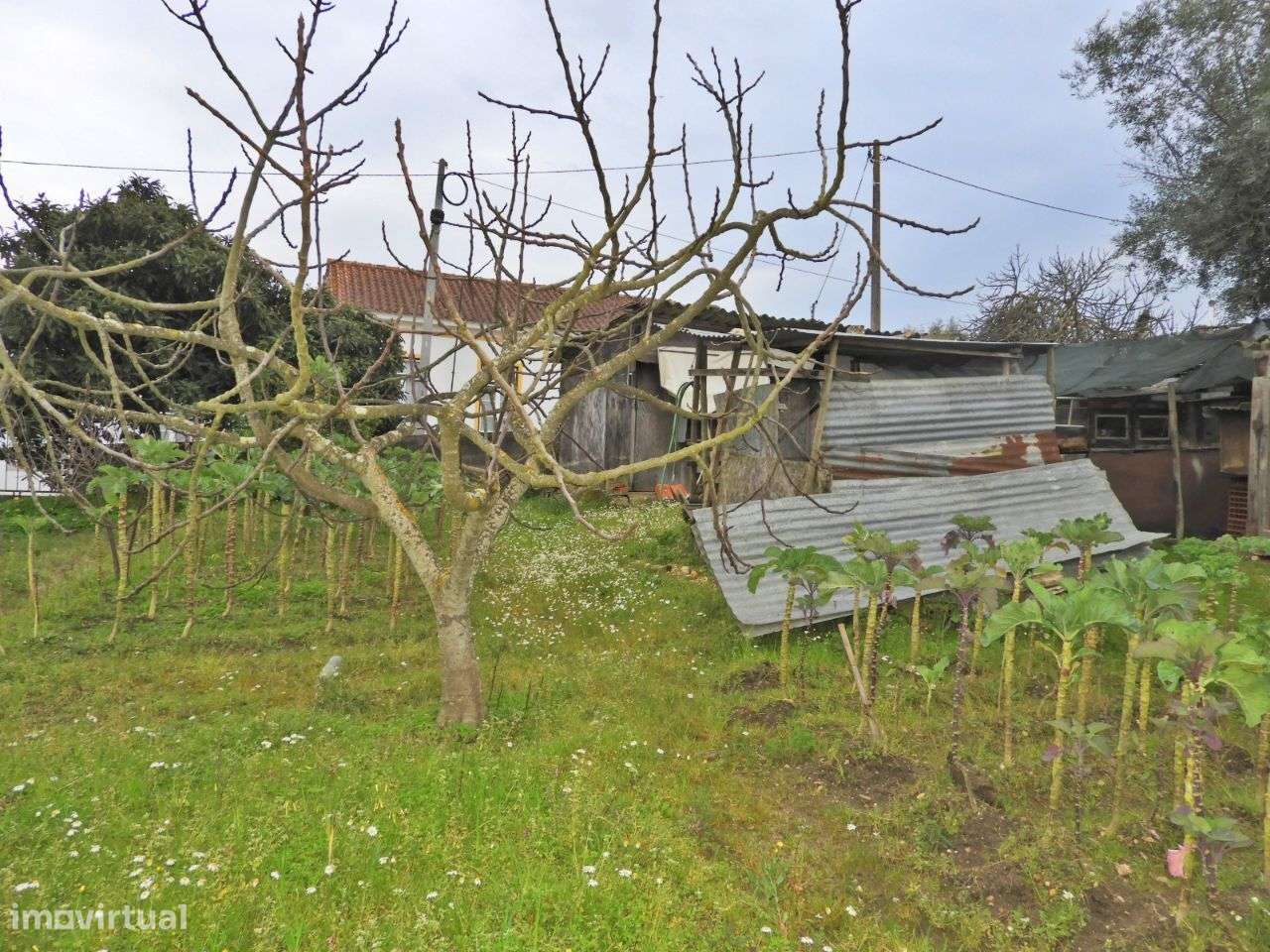 Terreno para Construção - Ulme - Grande imagem: 5/8