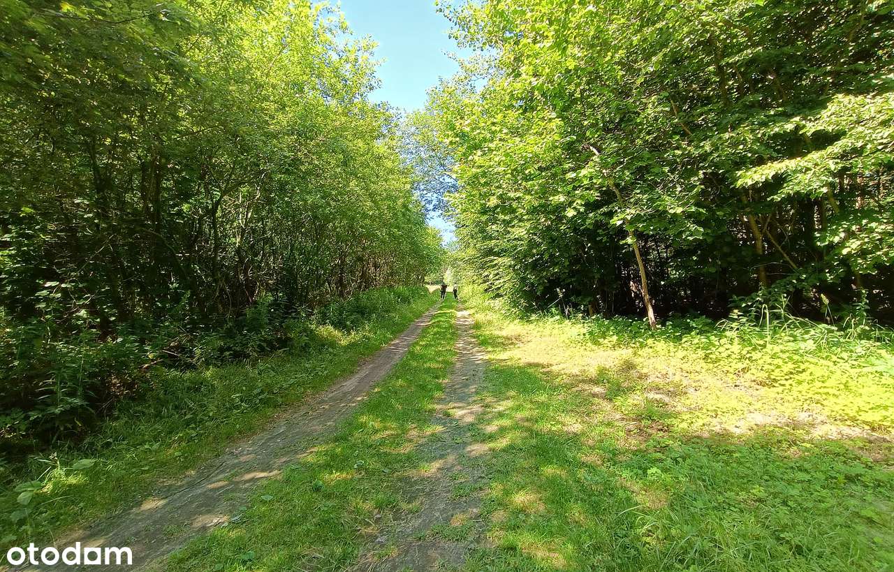 Działka leśna na Roztoczu - Pełny obrazek: 5/8