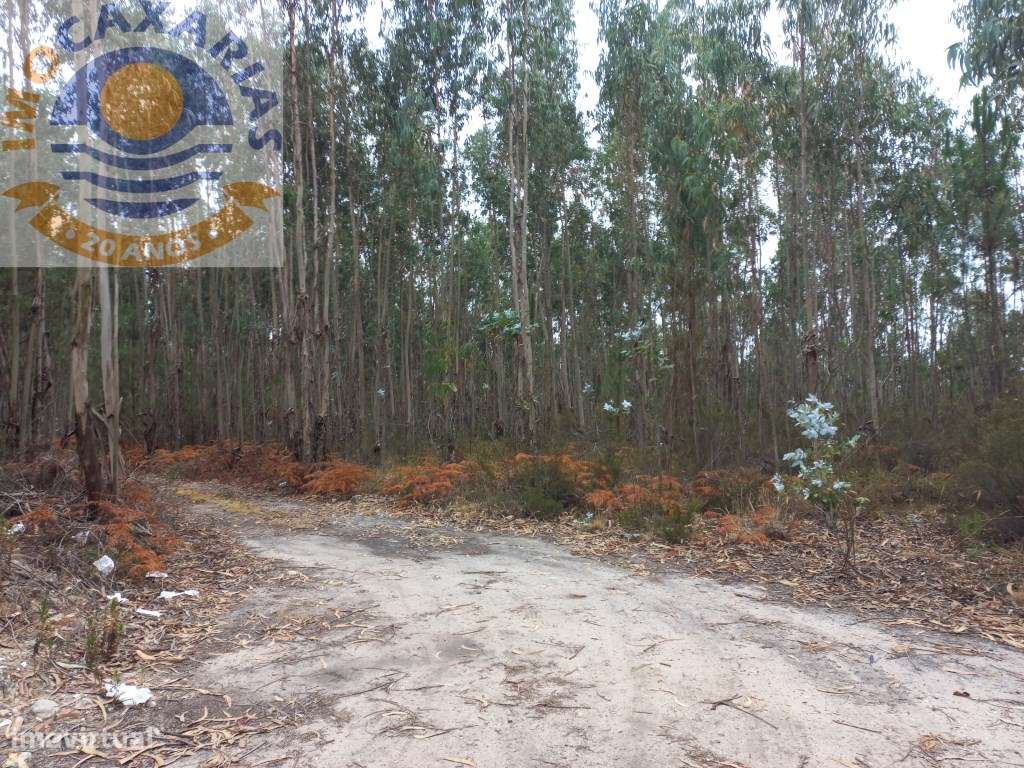 Terreno com pinhal - Grande imagem: 3/5