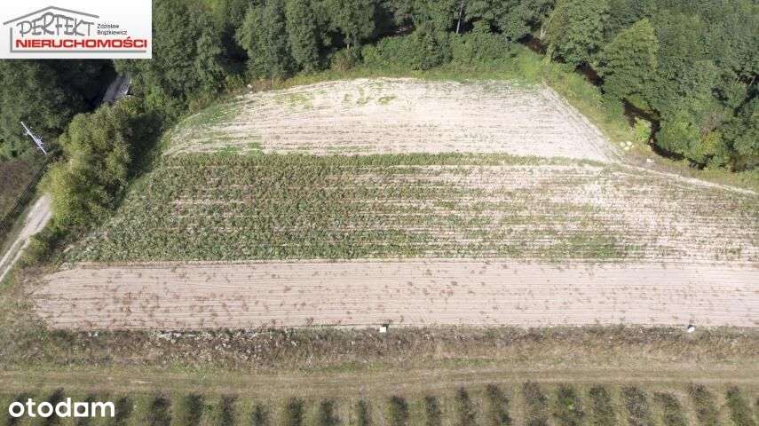 Dwie działki z linią brzegową nad rzeką - Pełny obrazek: 5/8