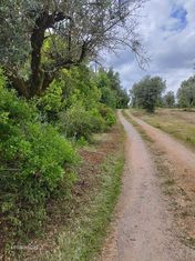 Venda de Olivais Barro Branco/ Borba. Rústico. Alentejo [Évora] - Grande imagem: 4/6
