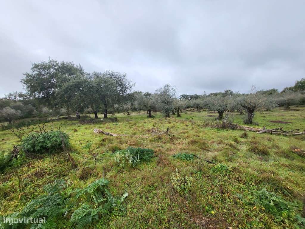 Terreno com 12,5 ha e ruína com 150 m2 perto de Vila Viçosa - Grande imagem: 5/42