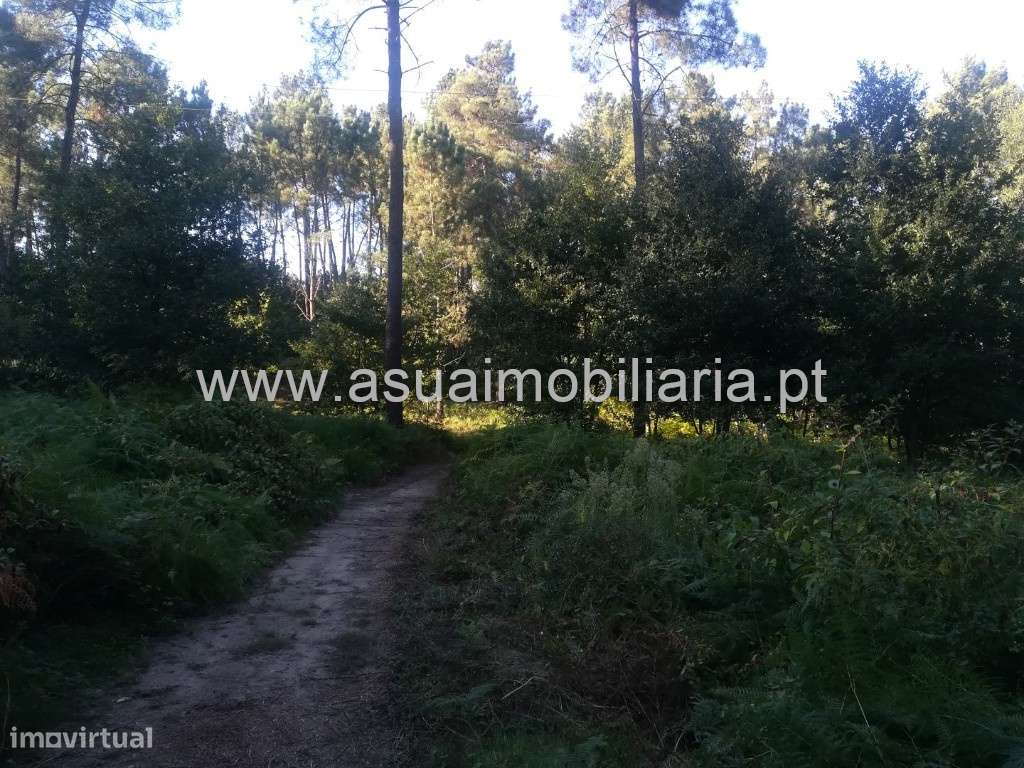 Terreno Agrícola e Bouça - Torre - Grande imagem: 5/7