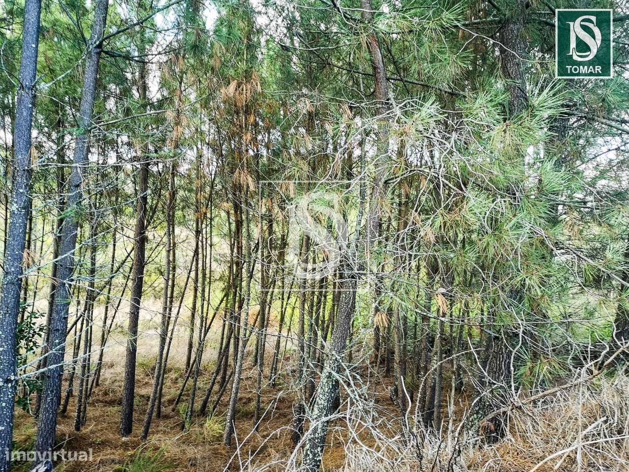Terreno  Venda em Serra e Junceira,Tomar-6