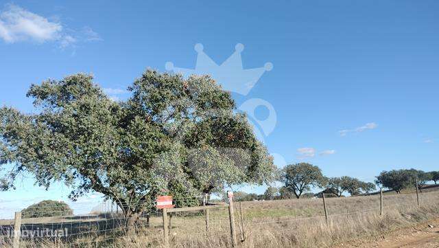 Terreno 6,2 ha-13