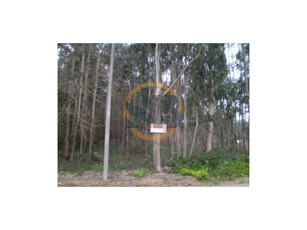 Terreno São João Ovar - Grande imagem: 4/4