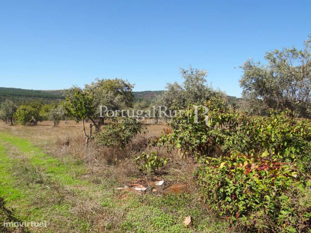 Quintinha com 2ha com casa para recuperar em Portalegre - Grande imagem: 3/17