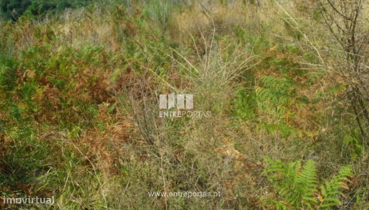Venda Terreno, Gestaçô, Baião - Grande imagem: 2/4