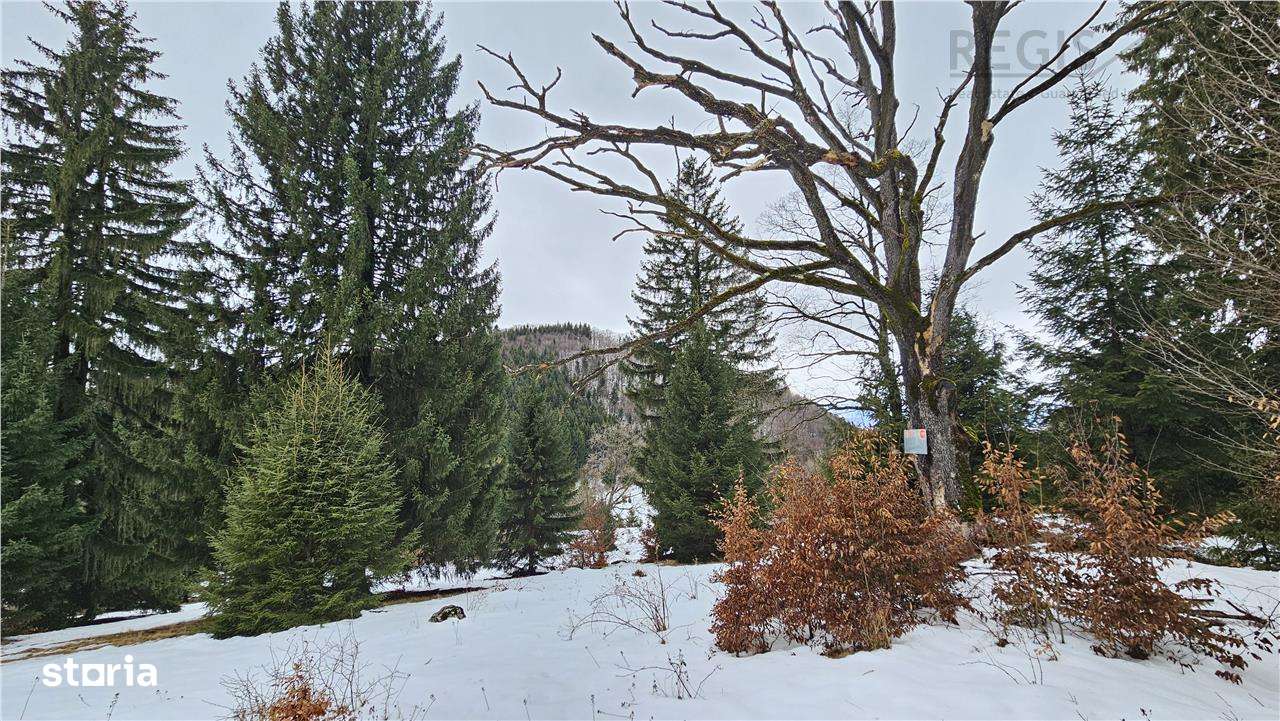 Teren superb extravilan in apropiere de Poiana Brasov-3