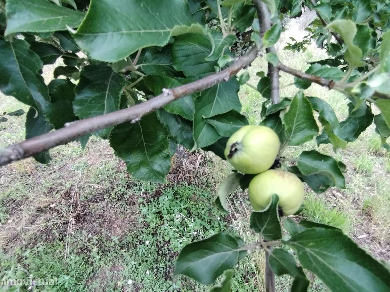 Terreno urbanizável de 4200m2, permite construção de moradia de 210m2-15