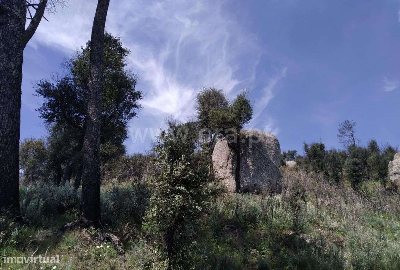 Terreno / Baião, Santa Cruz do Douro e São Tomé de Covelas - Grande imagem: 5/6