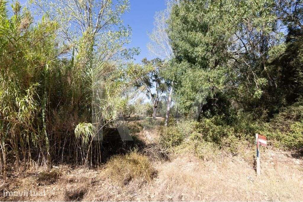 Olival centenário em terreno agrícola na várzea de Grândola - Grande imagem: 3/25