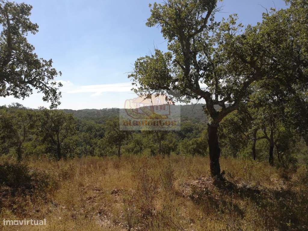 Terreno na serra a 20 minutos da aldeia de Melides - Grande imagem: 3/10