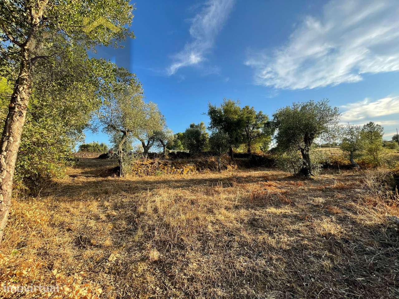 Terreno Rústico  Venda em Ninho do Açor e Sobral do Campo,Castelo Bran - Grande imagem: 3/12