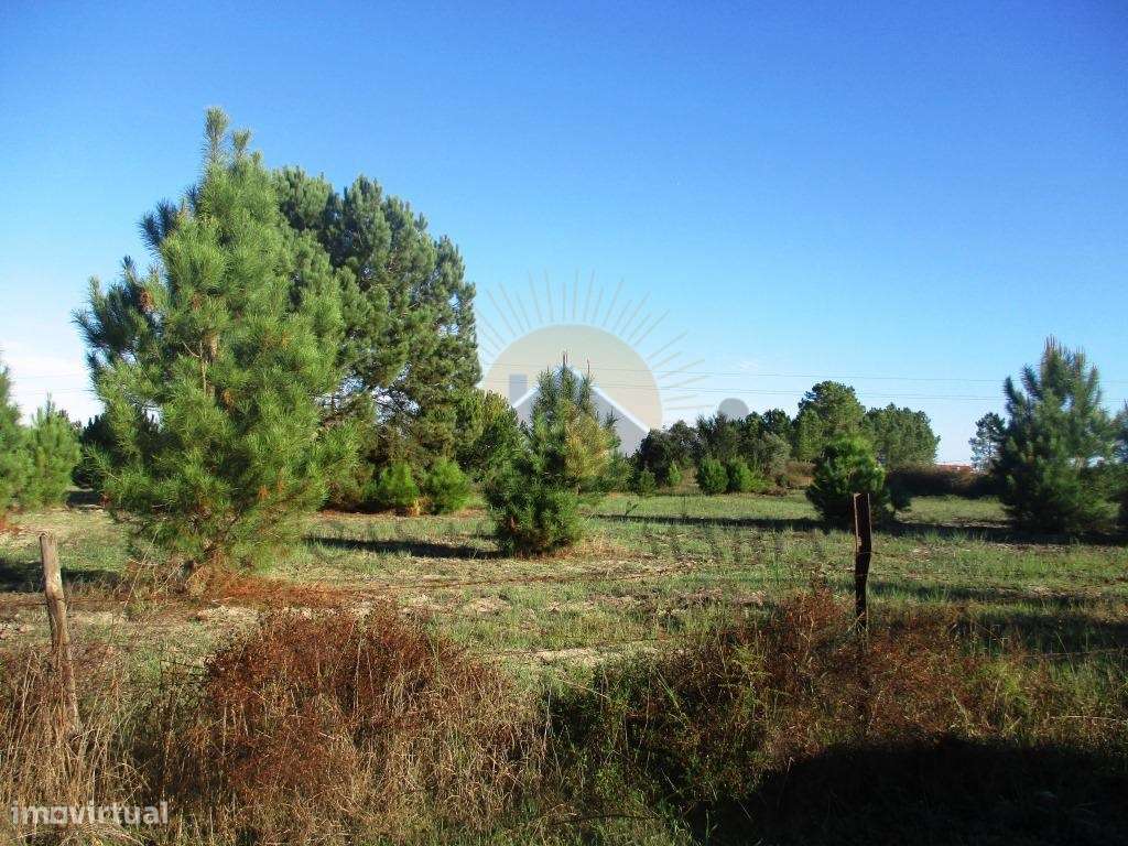 Bombel - Vendas Novas-9