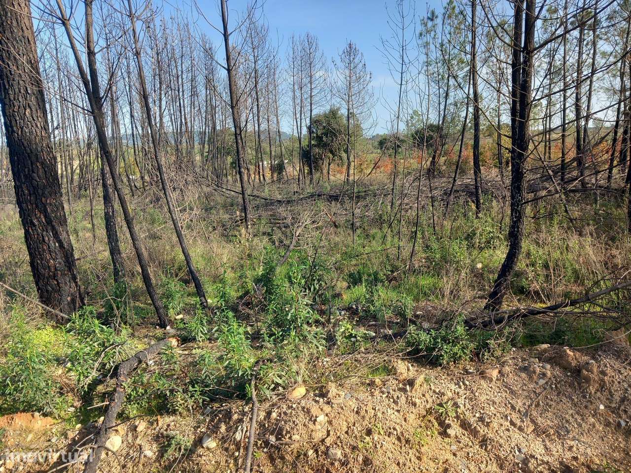 Pinhal com 6680 m2 em Vale Chiqueiro-Santo André das Tojeiras - Grande imagem: 5/10