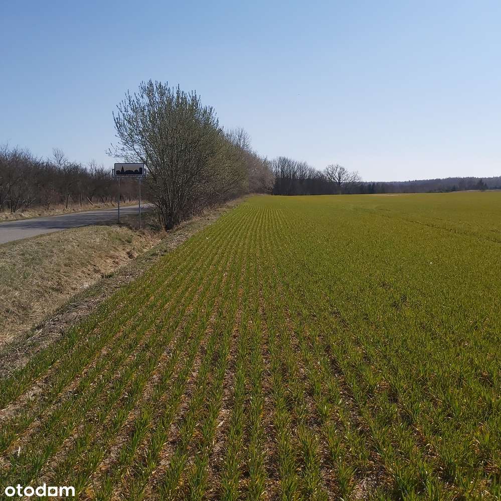 Nienawiszcz, rola, blisko Rogoźna, pod inwestycję-5