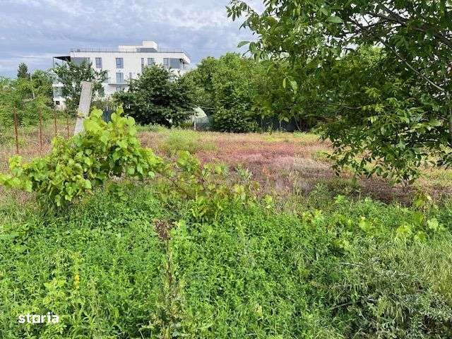 Teren Ghencea- Dantelei- Darvari. - Imagine principală: 4/4