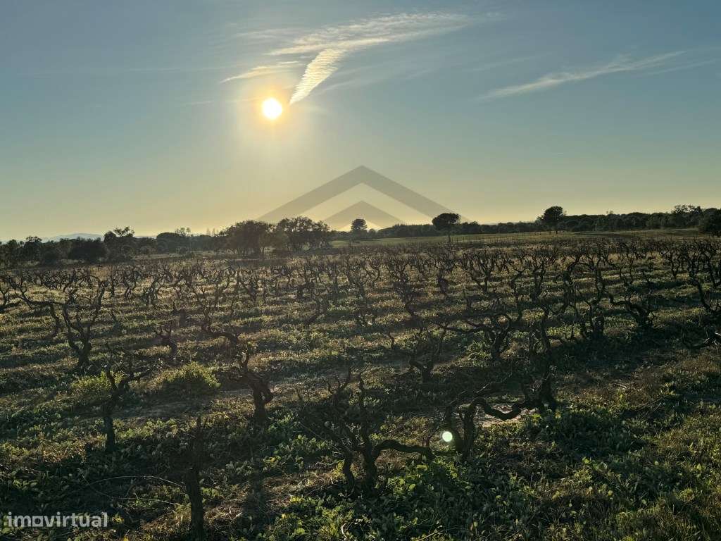 Terreno com 50.000m2 Rústico, possível construir moradia, em Pegões-5