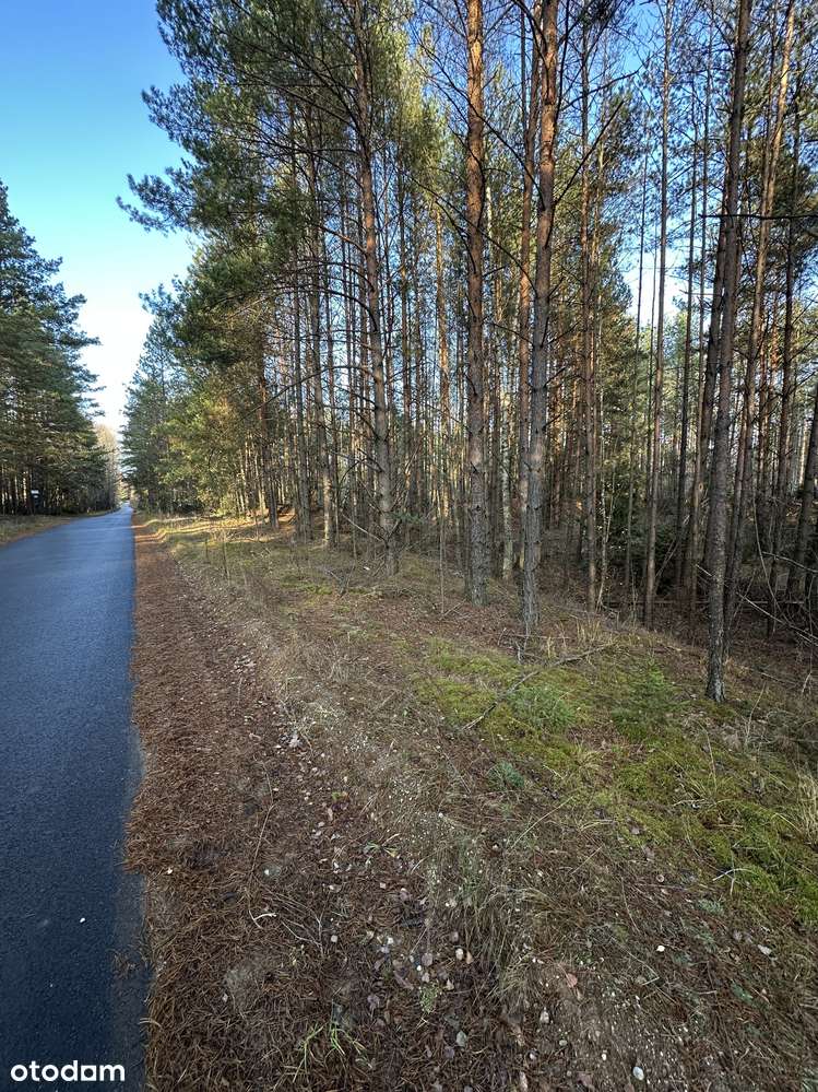 Leśniczówka Unikalne niespotykane miejsce w Europie  w Puszczy Białow.-15