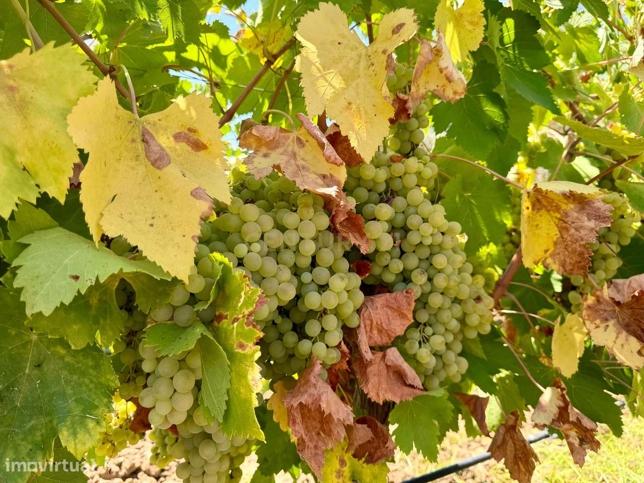 Herdade de Pandeira, Vinha e Olival em Produção em Reguengos de Monsar-8