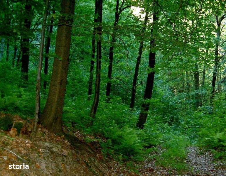 Vind casa, curte 2000 mp, pasune 6 ha, padure 3 ha, Prihodiste, jud HD - Imagine principală: 5/5