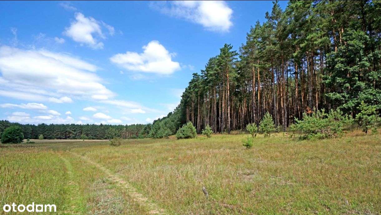 Pąchy działka budowlana z lasem - Pełny obrazek: 4/10